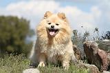 SPITZ ALLEMAND 294